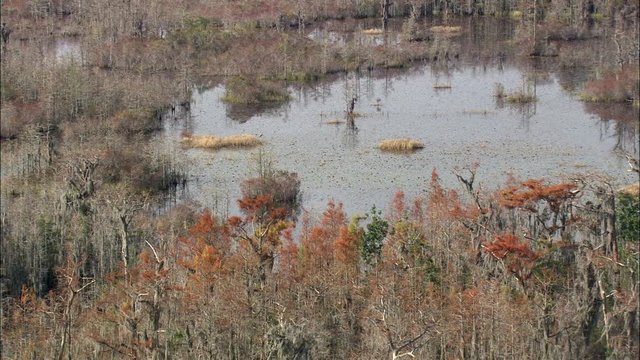 Colours, The Okefenokee Swamp
