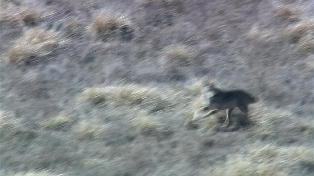 Coyote On The Run