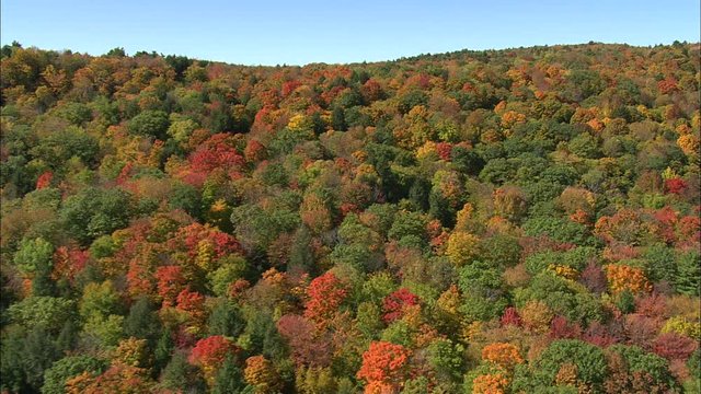 Flight, Beartown State Forest