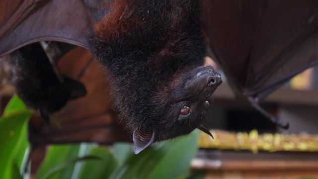 Bat Hanging Upside Down. Closeup