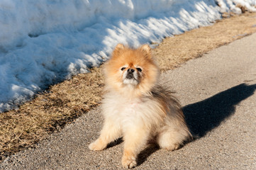 A little dog on the path, in Calgary, Alberta, Canada.