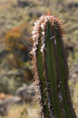Obraz premium A cactus in Serra da Canastra, Minas Gerais, Brazil