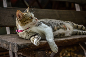 Cat sleeping on the bench