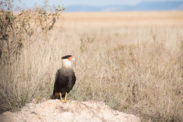 A caracara in Serra da Canastra, Minas Gerais, Brazil