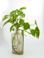 Pothos in glass bottle