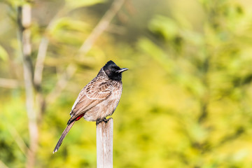 Red Vented Bulbull perched