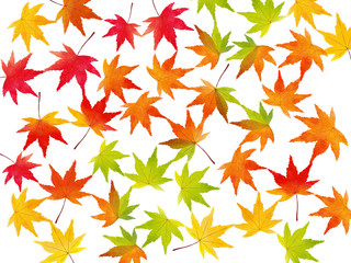 autumn leaves background