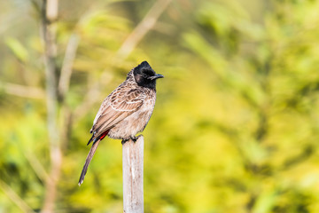 Red Vented Bulbull perched