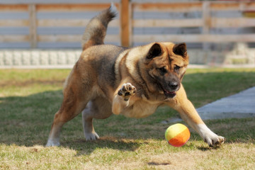 dog breed Akita inu plays outdoors with a ball