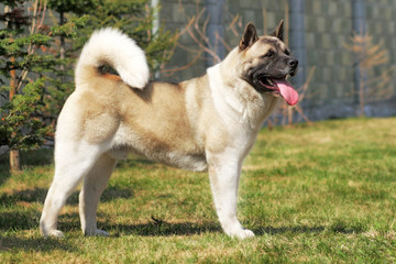 dog breed Akita inu stands sideways to show the position