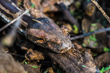 Red Vented Bulbull perched