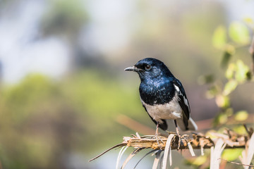 Red Vented Bulbull perched