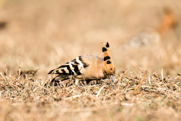Red Vented Bulbull perched