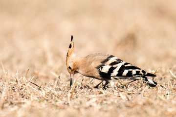 Red Vented Bulbull perched © swapan banik