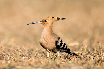 Eurasian Hoopoe