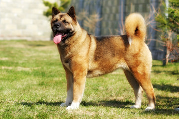 dog breed Akita inu stands