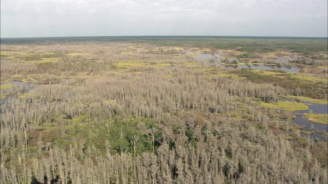 Flight Panning Across Okefenokee Swamp
