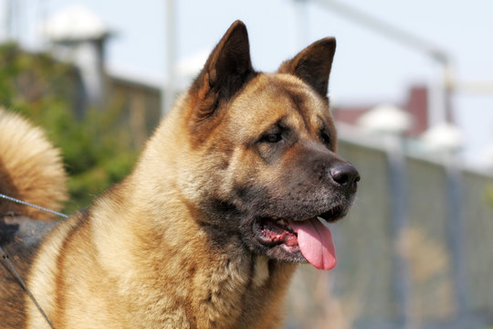 dog breed Akita inu in the summer heat outdoors