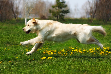 happy dog Golden Retriever runs