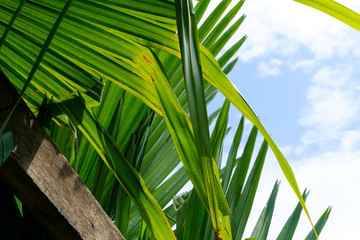 Palm leaves on sky background