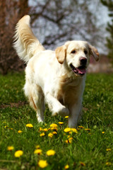 happy dog Golden Retriever quietly jogger
