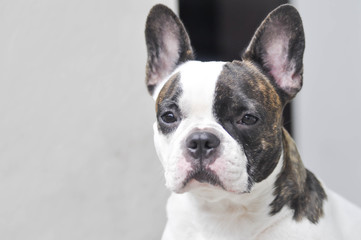 Fototapeta premium absent-minded French bulldog or French bulldog