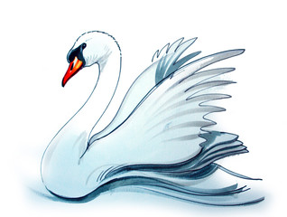White swan