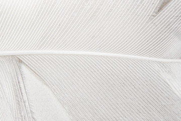 white feather of a swan
