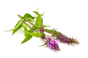 Stachys palustris, commonly known as marsh woundwort, marsh hedg