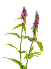 Stachys palustris, commonly known as marsh woundwort, marsh hedg
