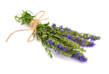 Hyssopus officinalis or hyssop