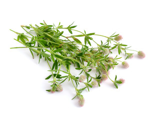 Trifolium arvense , commonly known as hare's-foot clover, rabbit