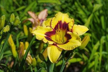 Taglilie der Sorte El Desperado - daylily of the species El Desperado © LianeM