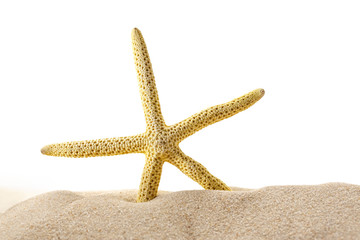 Fototapeta na wymiar Sea star in sand