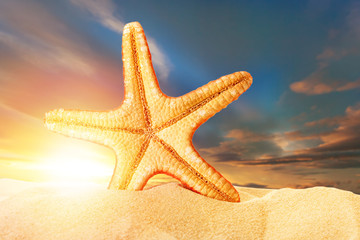 Fototapeta na wymiar Sea star in sand on sunset