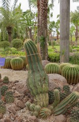 Cactus in the garden