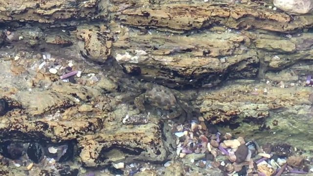 4K HD Video of a Pachygrapsus crassipes, striped, or lined shore crab underwater in shallow tidepool eating, wave occationally disturbs surface of water