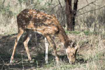 Male Spotted Deer