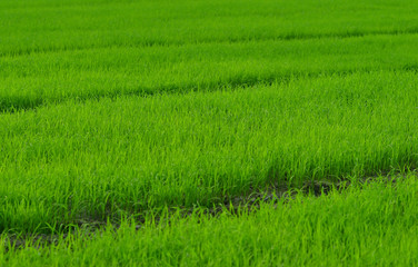 Obraz na płótnie Canvas View of Young rice sprout ready to growing in the rice field