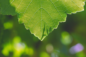 grape leaf with blurred background