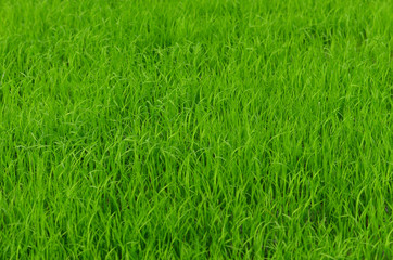 View of Young rice sprout ready to growing in the rice field