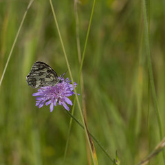 Schachbrett, Schmetterling auf Wiese