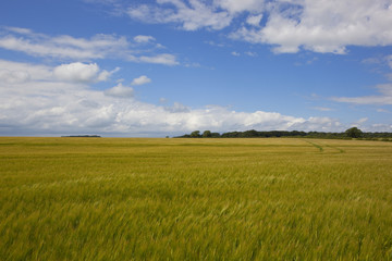 golden barley fields