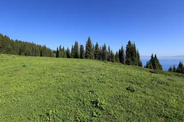 Fototapeta premium beautiful green grass and forest under blue sky
