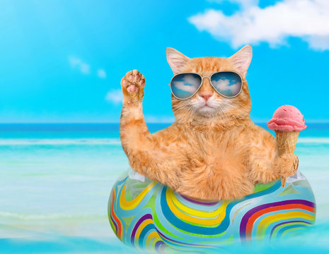 Cat wearing sunglasses relaxing  on air mattress in the sea . Red cat eats ice cream.