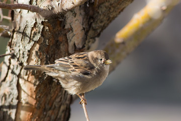 sparrow on a tree branch