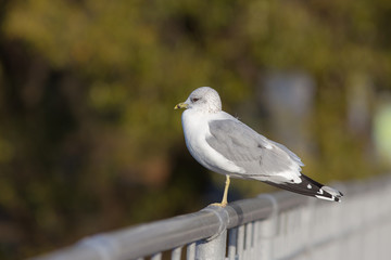 seagull sitting on the railing