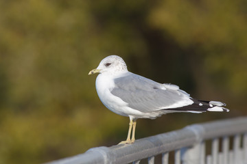 Seagull in profile closeup