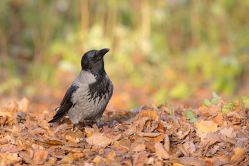 autumn portrait of crow