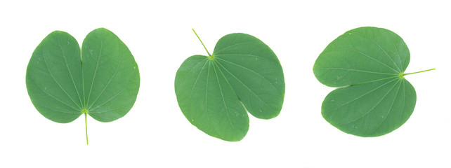 Purple Bauhinia leaf